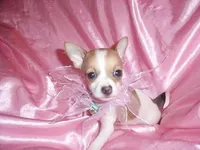 BUBBLES, a female Chihuahua for sale in Jackson, MS – Photo 3 of 4