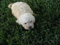 FLUFFY, a female Maltipoo for sale in Jackson, MS – 2 of 5