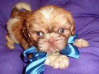 ACE, a male Shih Tzu for sale in Jackson, MS – 2 of 3