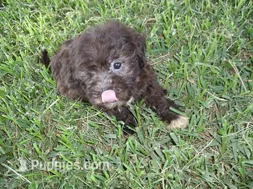 BABY CAKES – Maltipoo puppy for sale in Jackson, MS
