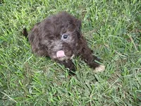 BABY CAKES, a female Maltipoo for sale in Jackson, MS – 1 of 4
