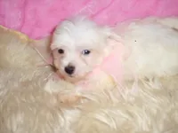 FLUFFY, a female Maltipoo for sale in Jackson, MS – 2 of 3