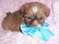 KIRK, a male Shih Tzu for sale in Jackson, MS – Photo 1 of 3