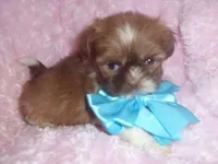 KIRK, a male Shih Tzu for sale in Jackson, MS – Photo 2 of 3