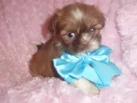 KIRK, a male Shih Tzu for sale in Jackson, MS – Photo 3 of 3