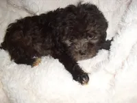 BABY CAKES, a female Maltipoo for sale in Jackson, MS – 3 of 4