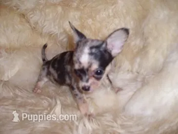MS MERLE – Chihuahua puppy for sale in Jackson, MS