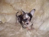 MS MERLE, a female Chihuahua for sale in Jackson, MS – Photo 2 of 4