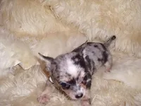 MS MERLE, a female Chihuahua for sale in Jackson, MS – Photo 3 of 4