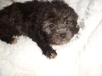 BABY CAKES, a female Maltipoo for sale in Jackson, MS – 2 of 4