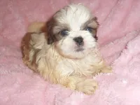 APACHE, a male Shih Tzu for sale in Jackson, MS – 4 of 4