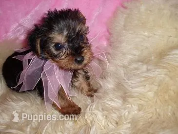 ANGEL – Yorkshire Terrier puppy for sale in Jackson, MS