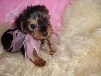 ANGEL, a female Yorkshire Terrier for sale in Jackson, MS – 1 of 3