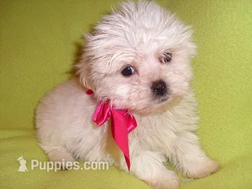 POO HER – Maltipoo puppy for sale in Jackson, MS
