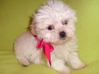 POO HER, a  Maltipoo for sale in Jackson, MS – 1 of 2