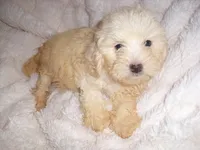 FLUFFY, a female Maltipoo for sale in Jackson, MS – 4 of 5