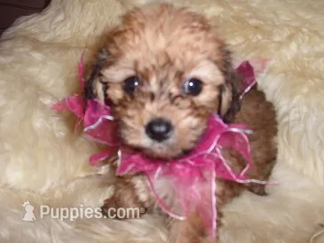 MILLY – Maltipoo puppy for sale in Jackson, MS