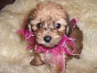 MILLY, a female Maltipoo for sale in Jackson, MS – 1 of 3