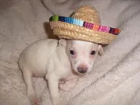 CHARLIE, a male Chihuahua for sale in Jackson, MS – Photo 1 of 3