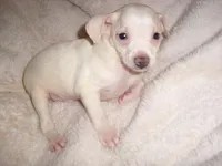 CHARLIE, a male Chihuahua for sale in Jackson, MS – Photo 3 of 3