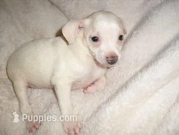 CHARLIE – Chihuahua puppy for sale in Jackson, MS