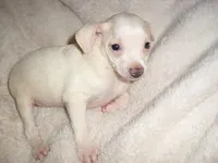 CHARLIE, a male Chihuahua for sale in Jackson, MS – Photo 2 of 3