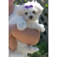 POO HER, a  Maltipoo for sale in Jackson, MS – 2 of 2