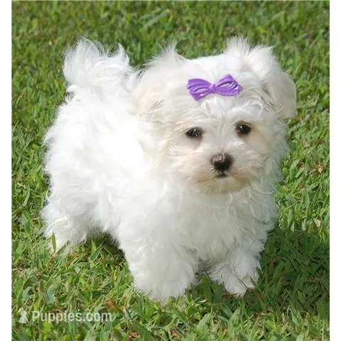 POO HER – Maltipoo puppy for sale in Jackson, MS