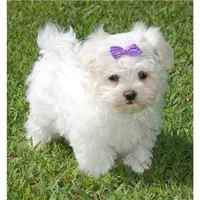 POO HER, a  Maltipoo for sale in Jackson, MS – 1 of 2