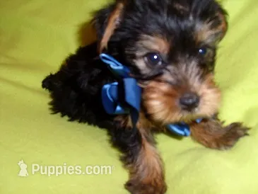 OLIVER – Yorkshire Terrier puppy for sale in Jackson, MS