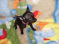 molly, a female Chihuahua for sale in Jackson, MS – 4 of 4