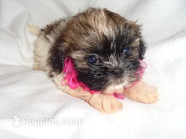 SASSY – Shorkie puppy for sale in Jackson, MS