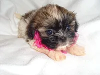 SASSY, a female Shorkie for sale in Jackson, MS – 1 of 2