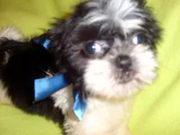 JAZZ, a male Shih Tzu for sale in Jackson, MS – 2 of 3