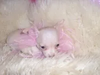 ANGEL, a female Chihuahua for sale in Jackson, MS – Photo 3 of 3