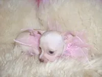 ANGEL, a female Chihuahua for sale in Jackson, MS – Photo 2 of 3