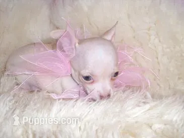 ANGEL – Chihuahua puppy for sale in Jackson, MS