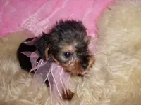 ANGEL, a female Yorkshire Terrier for sale in Jackson, MS – 3 of 3