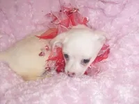 SABRINA, a female Chihuahua for sale in Jackson, MS – Photo 3 of 3