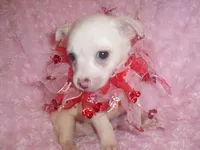 SABRINA, a female Chihuahua for sale in Jackson, MS – Photo 1 of 3