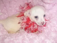 SABRINA, a female Chihuahua for sale in Jackson, MS – Photo 2 of 3