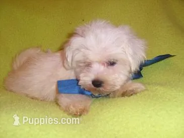 POO HIM – Maltipoo puppy for sale in Jackson, MS