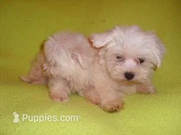 POO HIM – Maltipoo puppy for sale in Jackson, MS