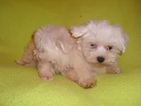 POO HIM, a male Maltipoo for sale in Jackson, MS – 1 of 3