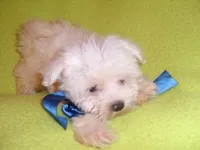 POO HIM, a male Maltipoo for sale in Jackson, MS – 3 of 3