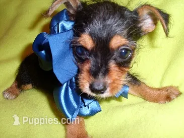BUFF – Yorkipoo puppy for sale in Jackson, MS