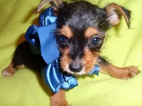 BUFF, a male Yorkipoo for sale in Jackson, MS – 1 of 3