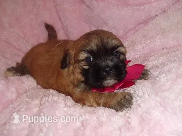 ABBEY – Shih Tzu puppy for sale in Jackson, MS
