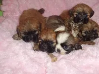 ABBEY, a female Shih Tzu for sale in Jackson, MS – 2 of 3