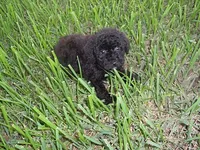 OODLE 2, a male Schnoodle for sale in Jackson, MS – 3 of 3